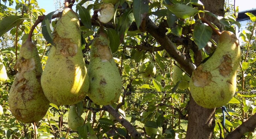 Ferrara,  Confagricoltura: «Per la pera crisi irreversibile»