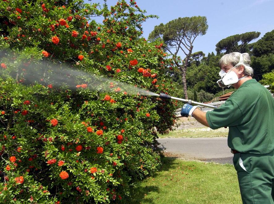 Caso di febbre Dengue a Ponsacco; il Comune avvia la disinfestazione