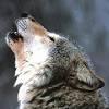 Lupo ferito in Toscana salvato da una zoologa sassarese 