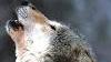 Lupo ferito in Toscana salvato da una zoologa sassarese 