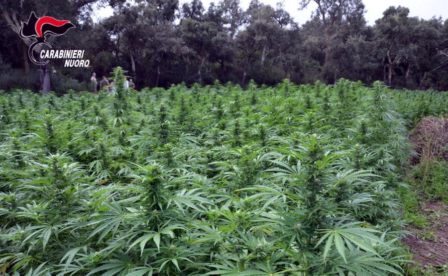 
	Una piantagione di marjuana

