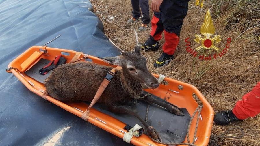 Castiadas, cervo caduto in un vascone salvato dai vigili del fuoco