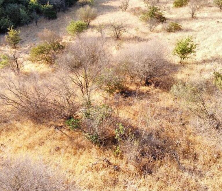 Parte la lotta al fungo australiano per salvare la foresta di olivastri