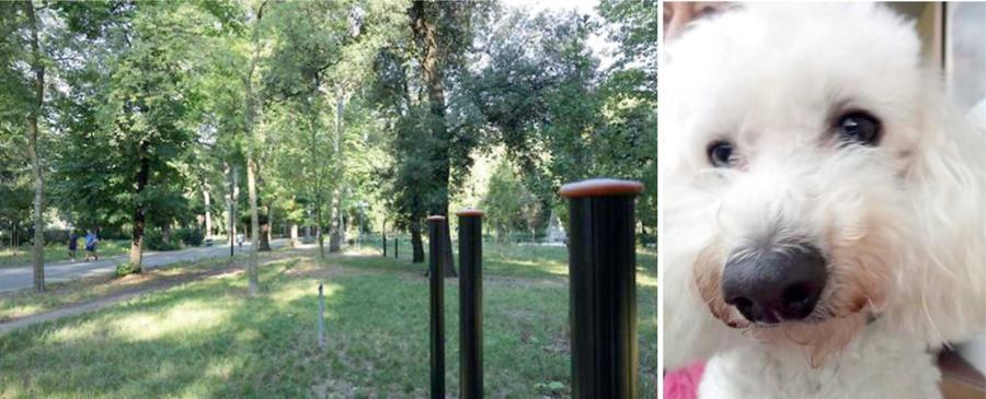 
	Da sinistra, un&rsquo;immagine del parco delle Cascine e il cagnolino Neve, ucciso dal pitbull

