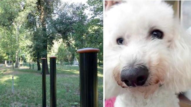 
	Da sinistra, un&rsquo;immagine del parco delle Cascine e il cagnolino Neve, ucciso dal pitbull

