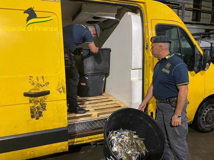 Comacchio, sequestrati 215 chili di granchi non in regola