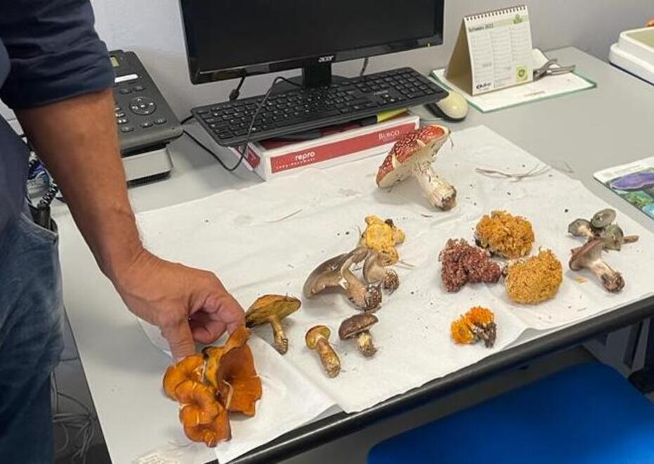 Modena, attenzione ai funghi velenosi: già due sospette intossicazioni