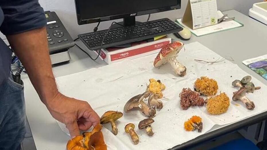 Modena, attenzione ai funghi velenosi: già due sospette intossicazioni