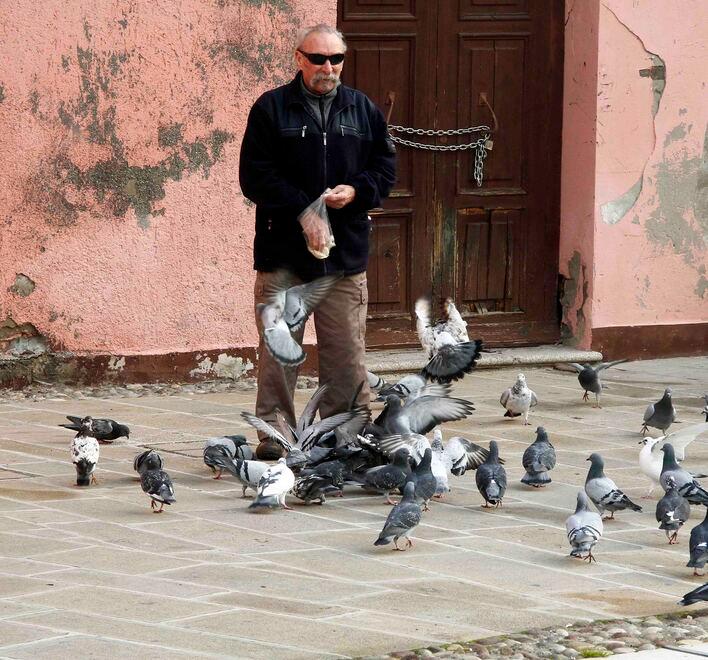 Comacchio, mais anticoncezionale per i piccioni