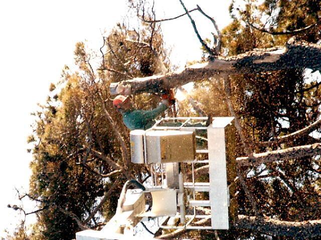 Le verifiche consistono in controlli visivi delle piante sotto il profilo statico e fitosanitario