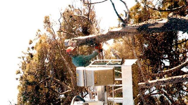 Le verifiche consistono in controlli visivi delle piante sotto il profilo statico e fitosanitario