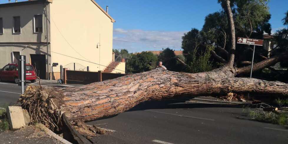 Il pino crollato in strada a Cafaggio il 17 settembre
