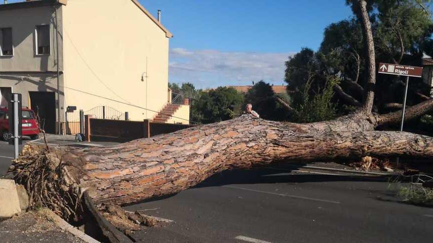Il pino crollato in strada a Cafaggio il 17 settembre