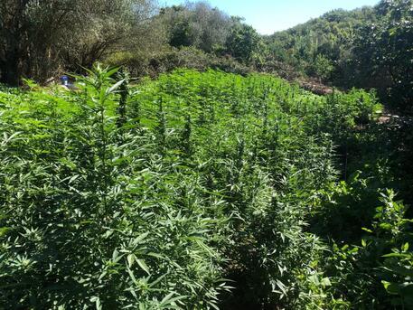 Scoperta piantagione di marijuana a Buddusò: due arresti