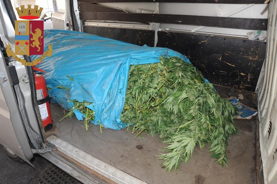 Trovati 90 kg di marijuana sulla provinciale a Nuoro