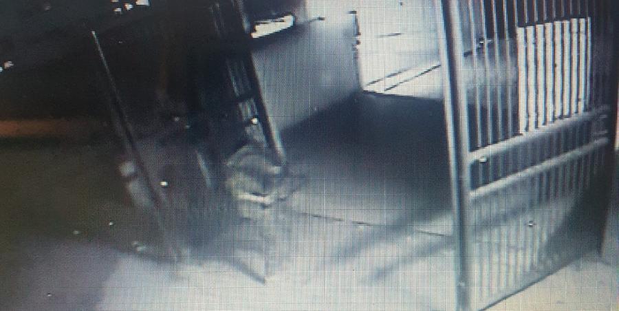 
	Il ladro in azione ripreso dalla telecamera di Anpana

