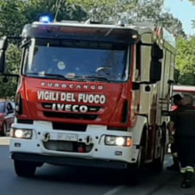 Modena Un gatto morto e altri abbandonati Ma la donna indagata non si trova 