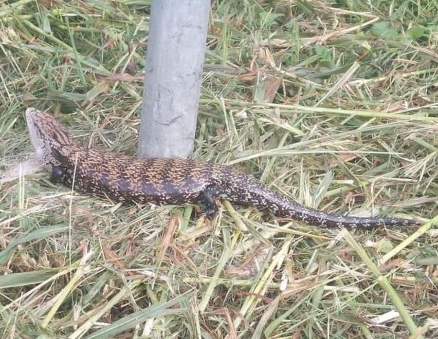 Lagosanto alla caccia del maxi geco australiano: «Non toccatelo»