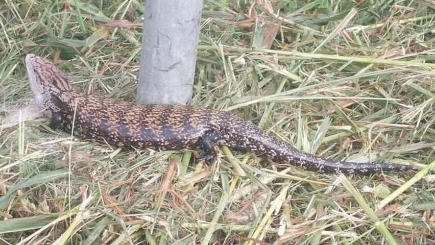 Lagosanto alla caccia del maxi geco australiano: «Non toccatelo»