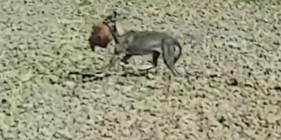 Formigine, l'allarme di un allevatore: «Abbiamo i lupi nel cortile» 