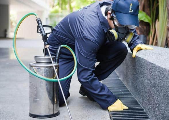 Portomaggiore, il centro storico invaso da topi: il Comune corre ai ripari