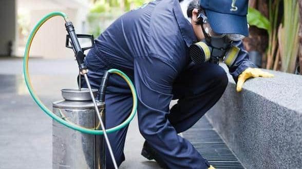 Portomaggiore, il centro storico invaso da topi: il Comune corre ai ripari