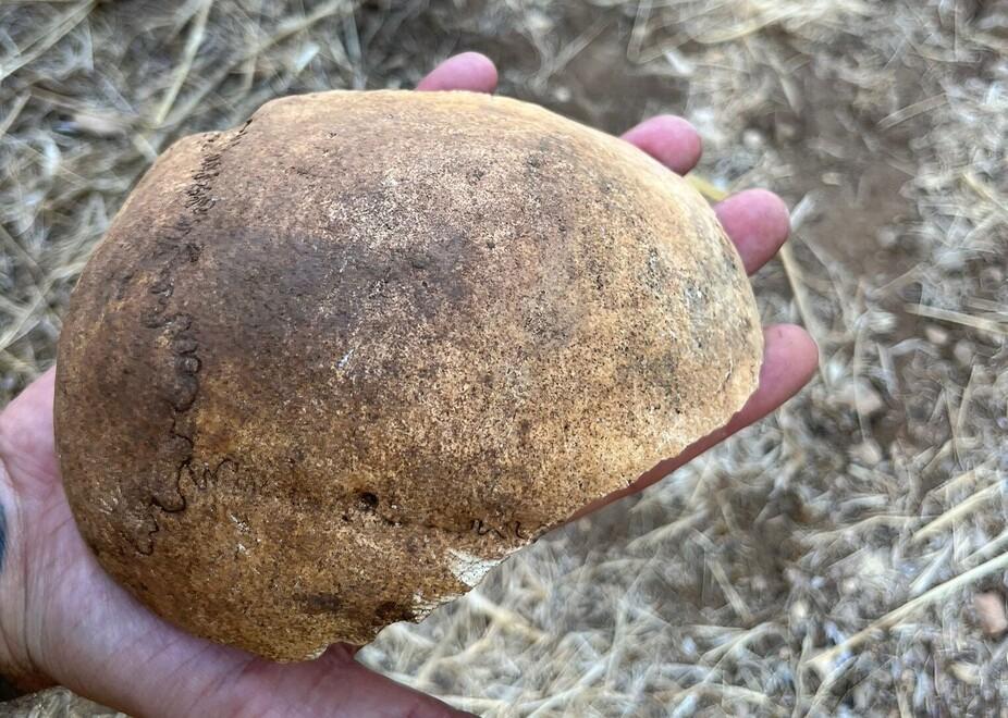 Ansedonia, il misterioso teschio è umano ora è in Spagna per la datazione 