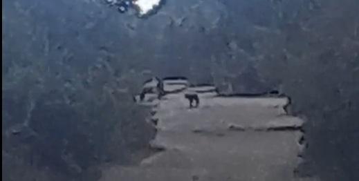 Avvistato un lupo nella Pineta di Levante: «Nessun rischio per l’uomo»