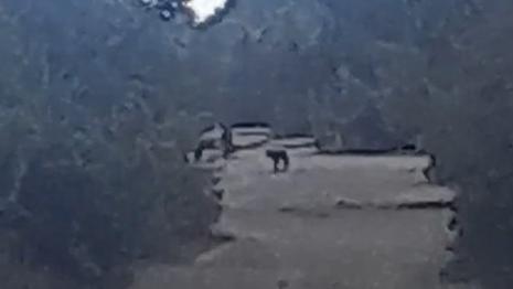 Avvistato un lupo nella Pineta di Levante: «Nessun rischio per l’uomo»