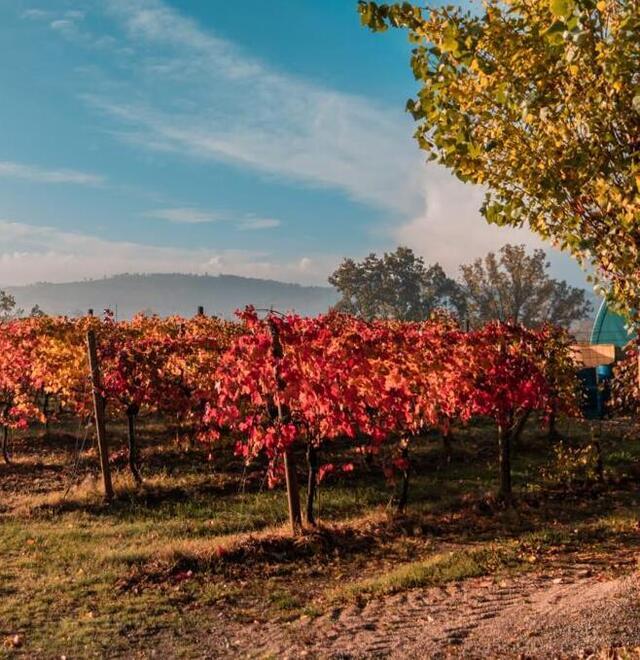 Castelvetro Lambrusco, nasce il Montebarello Grasparossa con vocazione bio 