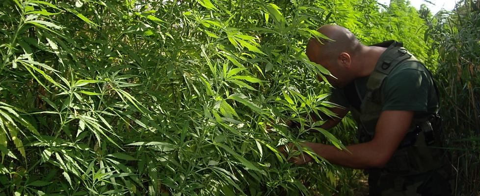 Mafie e criminalità organizzata, l’isola non è più immune