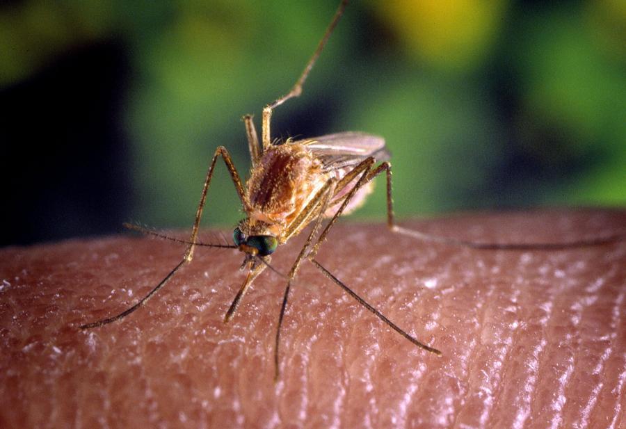 Caso di Dengue a San Giuliano Terme, ecco cosa bisogna sapere