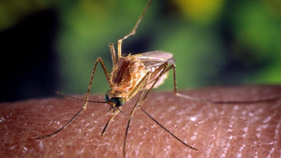 Caso di Dengue a San Giuliano Terme, ecco cosa bisogna sapere