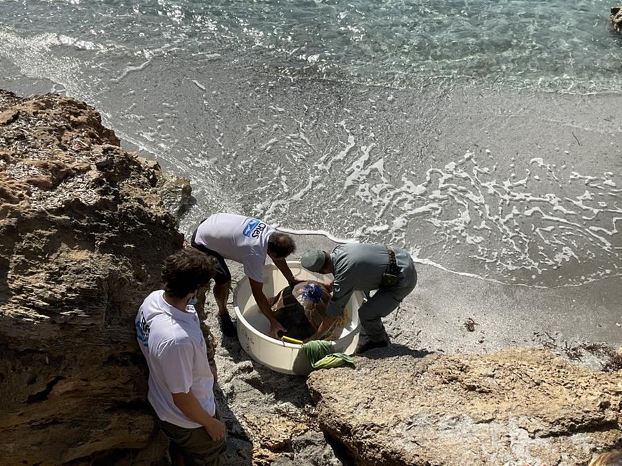 Cabras, un’altra tartaruga marina verrà liberata nelle acque del Sinis