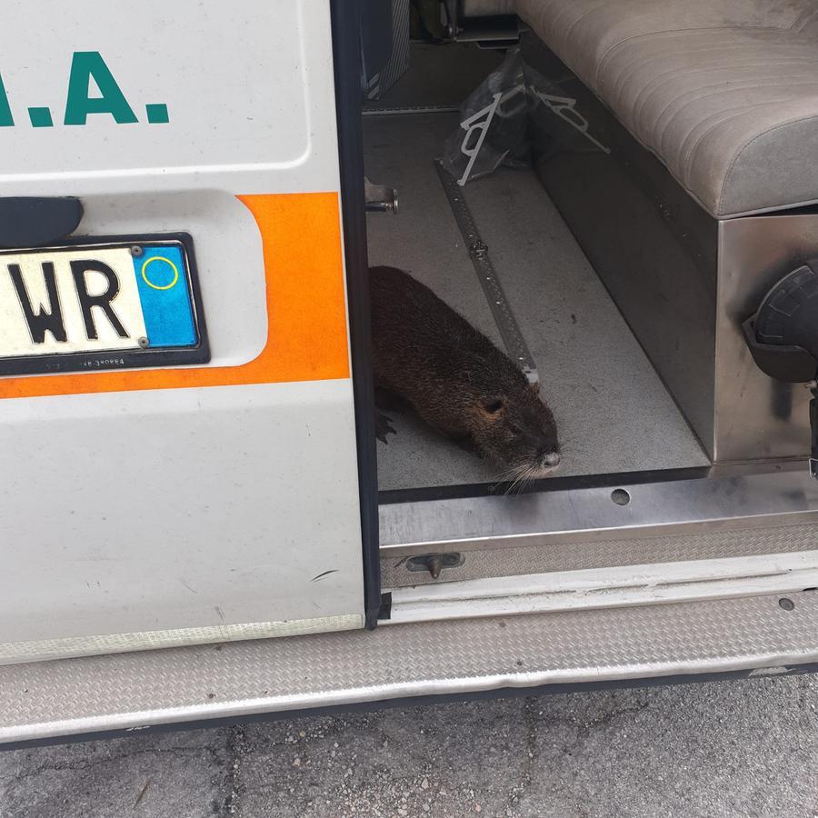 
	La nutria salvata

