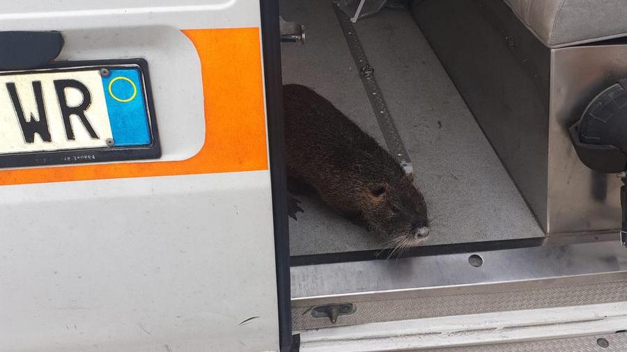 La nutria salvata
