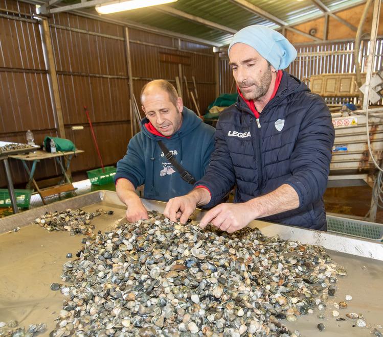 Goro, dimensioni vongole: la Spagna si oppone alla pesca sotto taglia