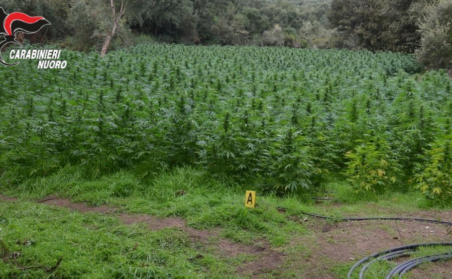 Piantagioni illegali nel Sassarese, arrestati un uomo e una donna