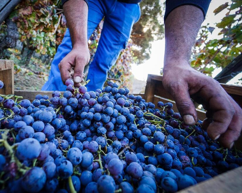 Uve sane e produzione abbondante, la vendemmia sarda è di ottima qualità 