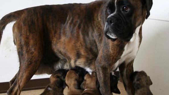 Copparo,i boxer nel degrado restituiti al padrone