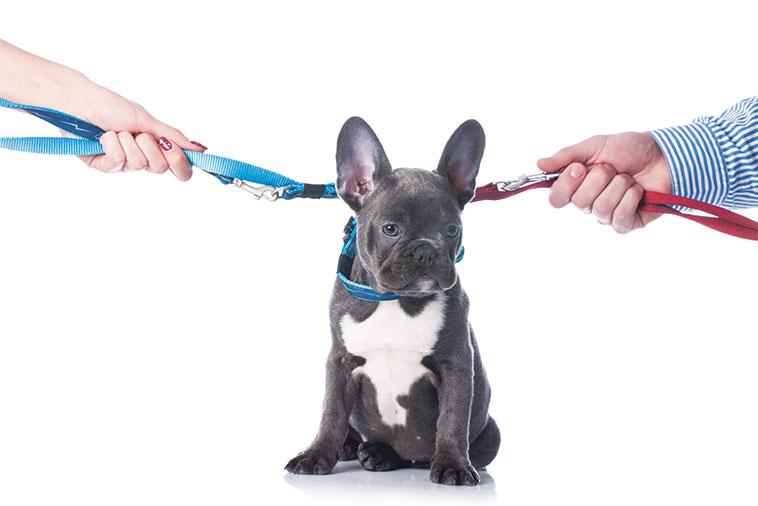 Il cane, il gatto, io e te... Quando si divorzia sono liti furiose: chi tiene l’animale?
