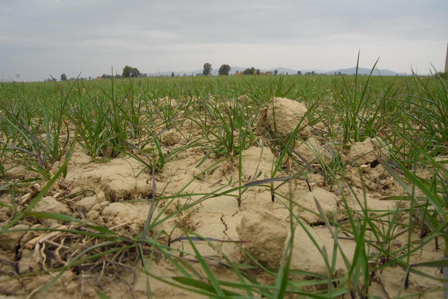 Siccità, disastro da 100 milioni: aziende agricole in ginocchio