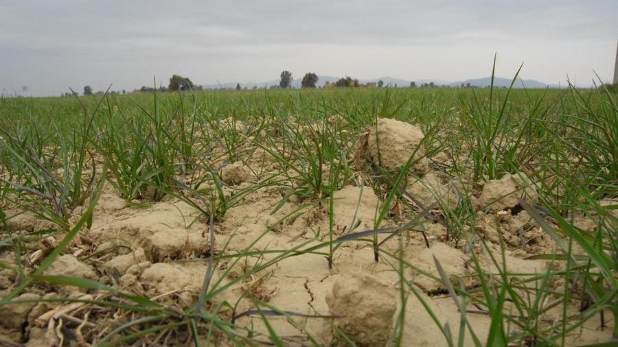 Siccità, disastro da 100 milioni: aziende agricole in ginocchio