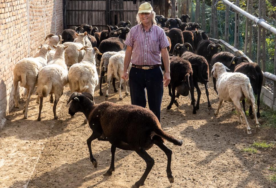 Stanco dei furti sposta le pecore da Reno a Pontelagoscuro