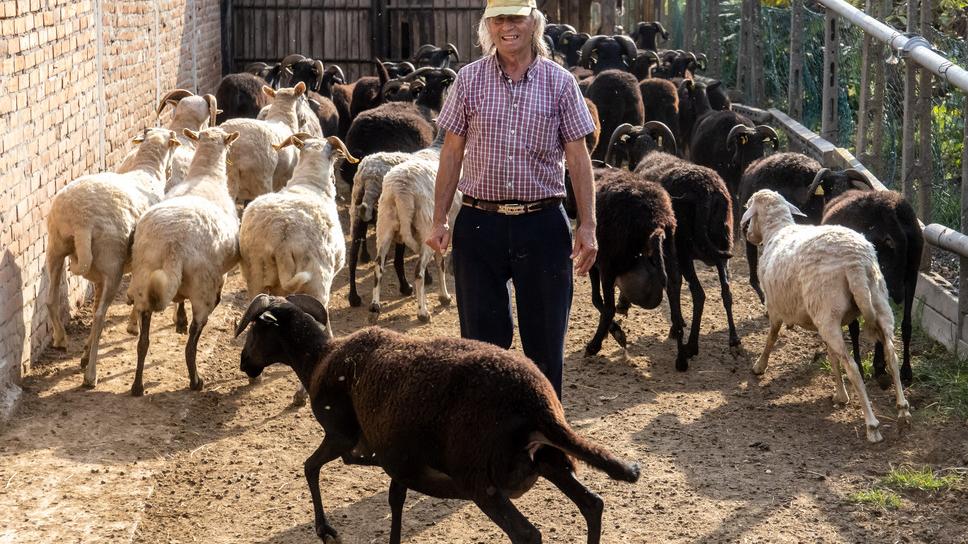 Stanco dei furti sposta le pecore da Reno a Pontelagoscuro