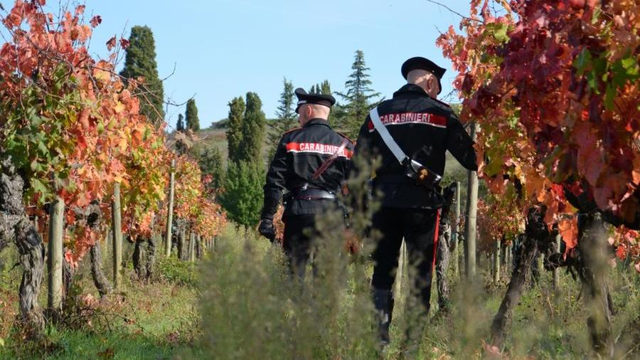 Nuxis, rubano sette quintali d’uva: denunciati