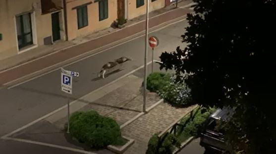 
	Un momento dello scontro tra i due mufloni a Marciana Marina

