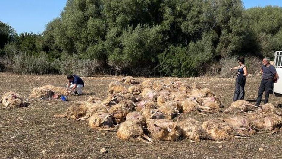 Sassari, gregge sterminato da tre cani da caccia in un allevamento nelle campagne di Bancali