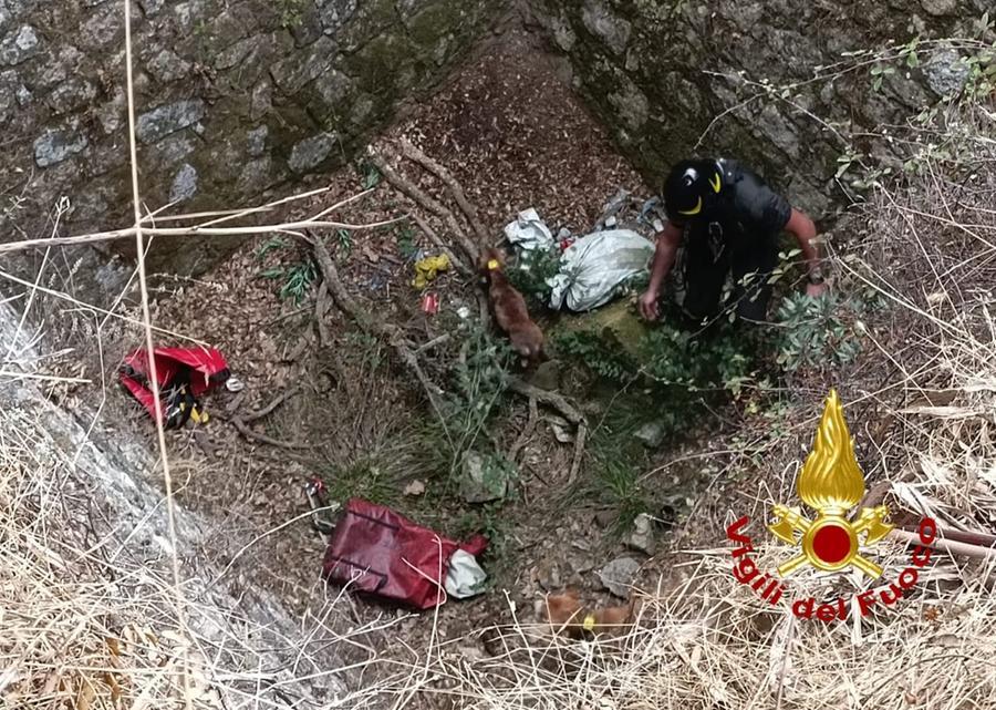 
	Il salvataggio dei cani caduti nel vascone di pietra in campagna

