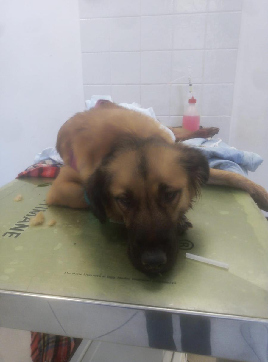 Massa, cagnolina straziata dai cinghiali tra Caglieglia e Poggio Piastrone